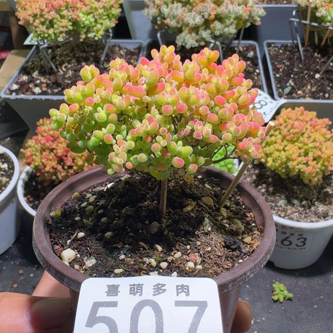 枝干番杏蜜橘糖球507