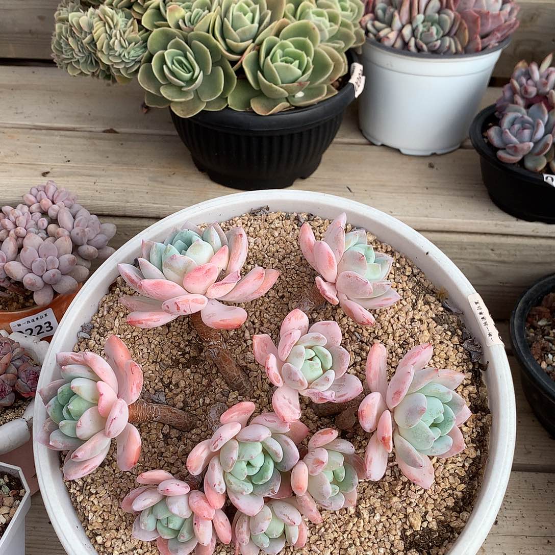 129冷香多肉一颗22厘米