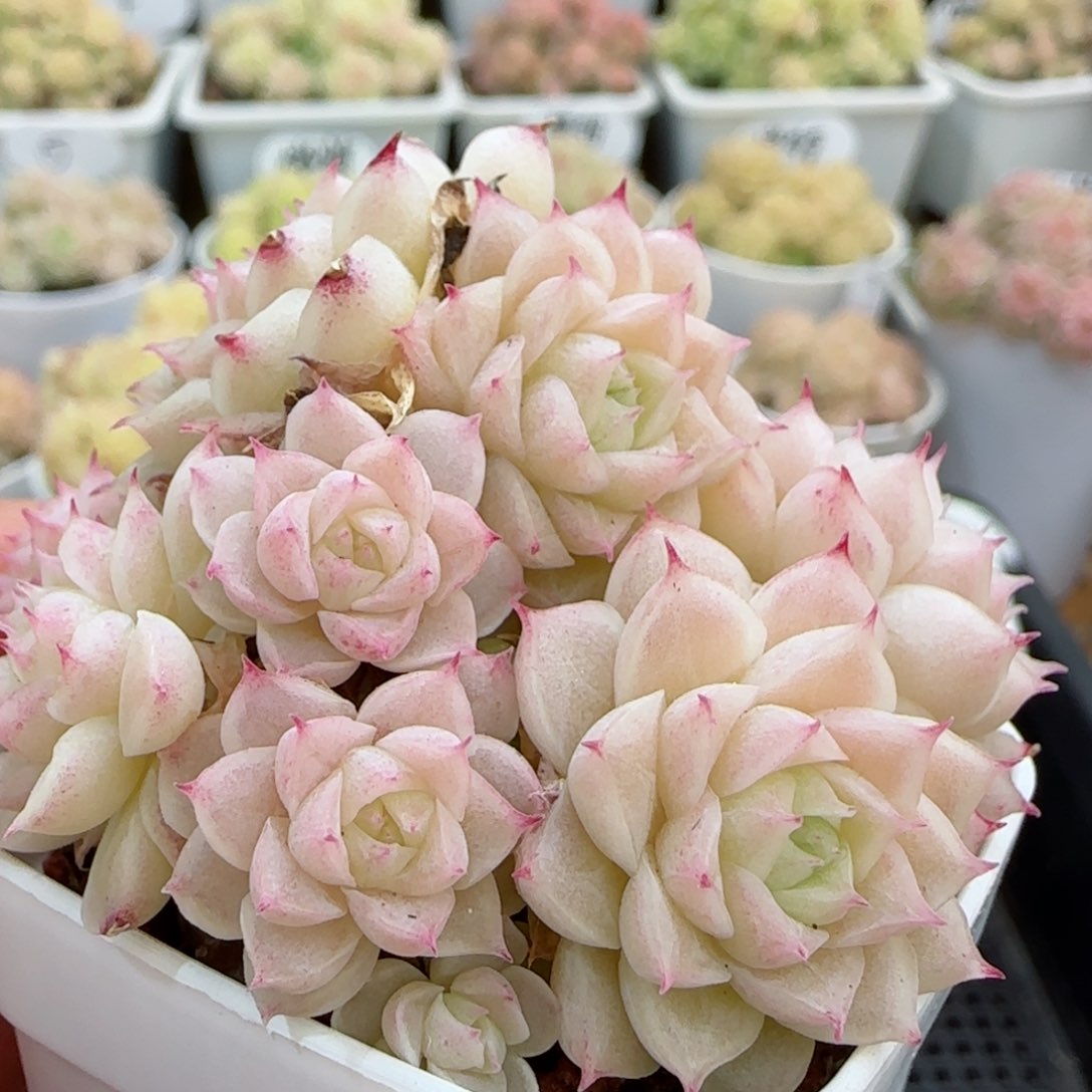 【闪购商品】0306-93（m1-42-2）