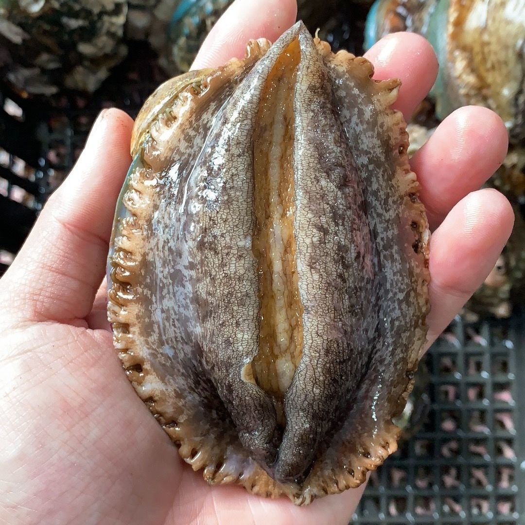 《6-8头大鲍鱼》福建东山岛鲍鱼6-7㎝鲜活速冻冷冻鲍鱼