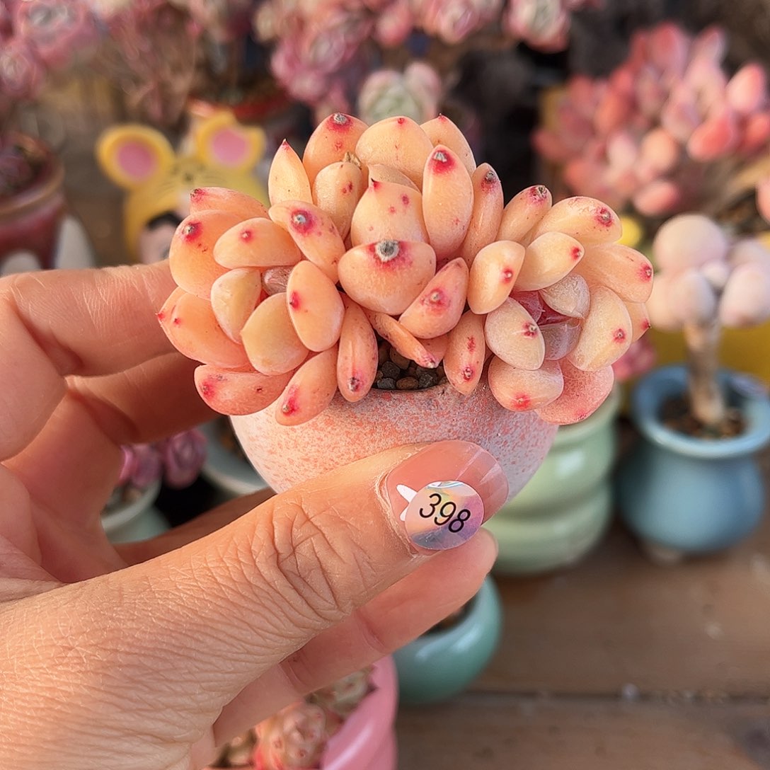 398 多肉含盆土30元包邮除偏远