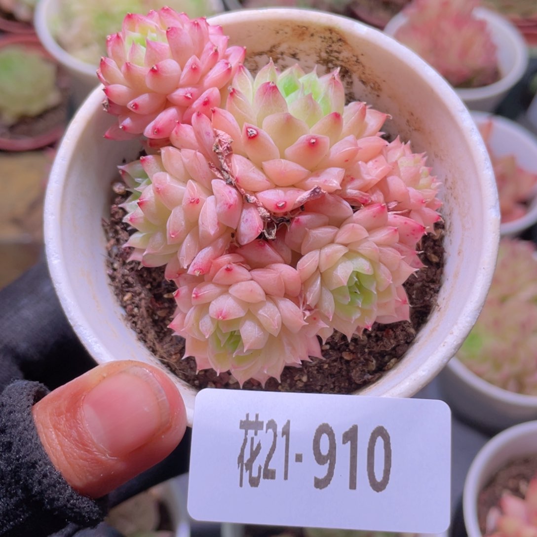 花利美21-910海王