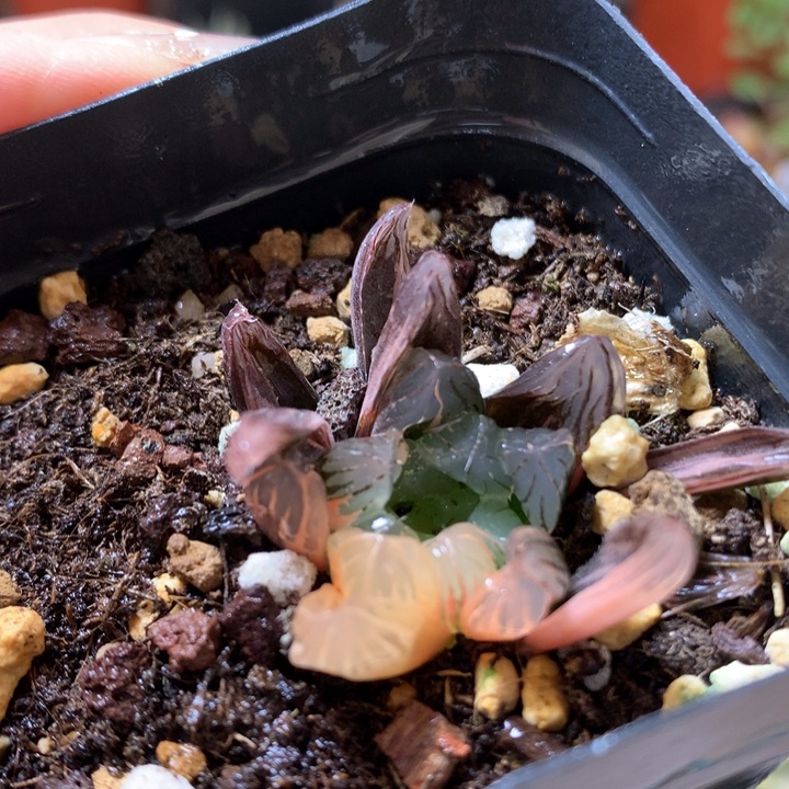 冰灯玉露锦带盆土发货