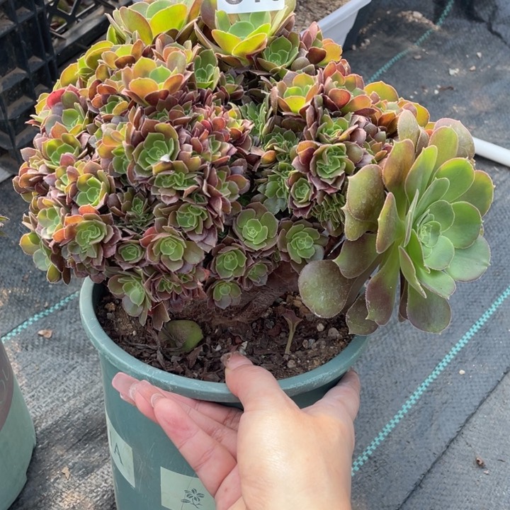 多肉的大肉都要长胖一点呀