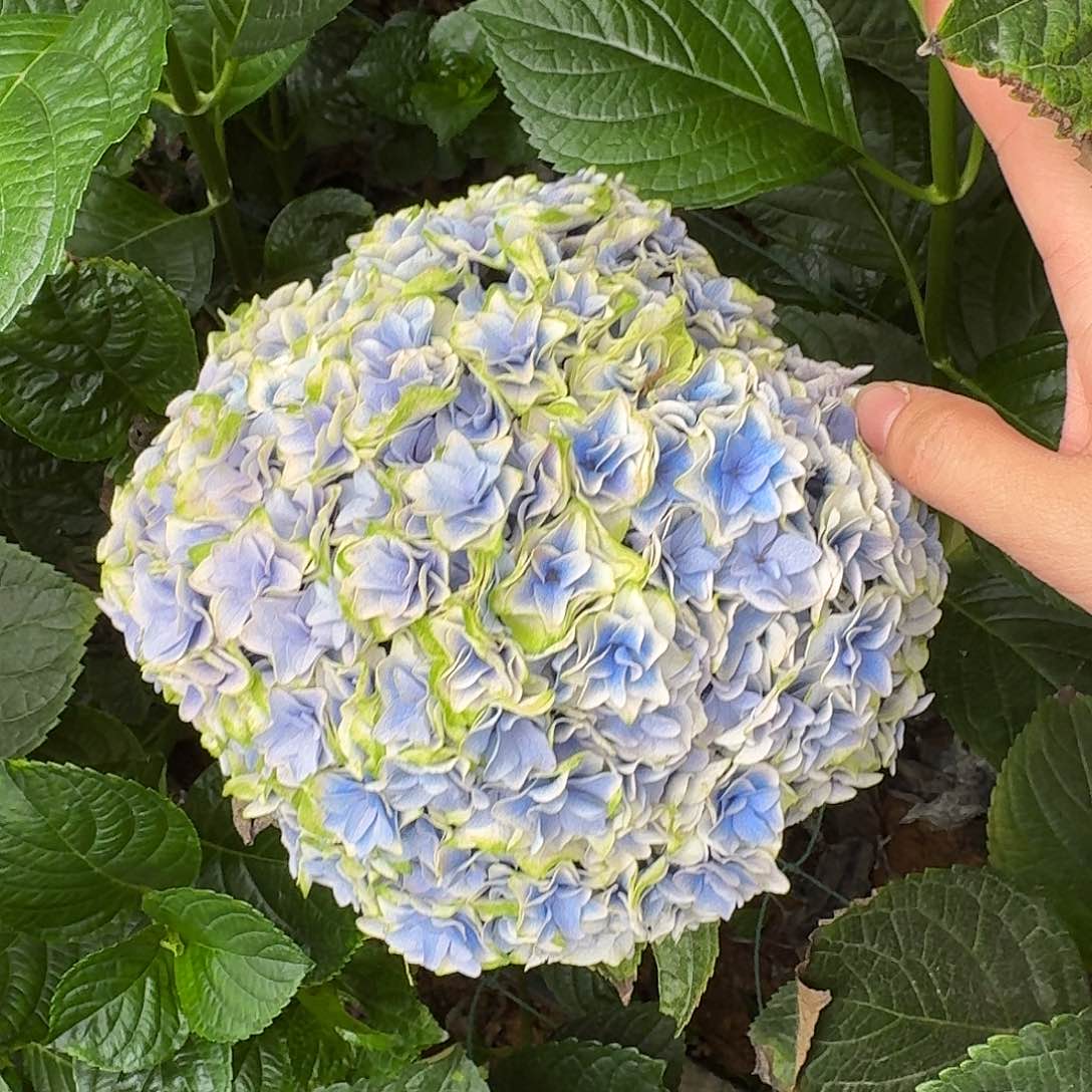 93 号！3支起顺丰空运包邮