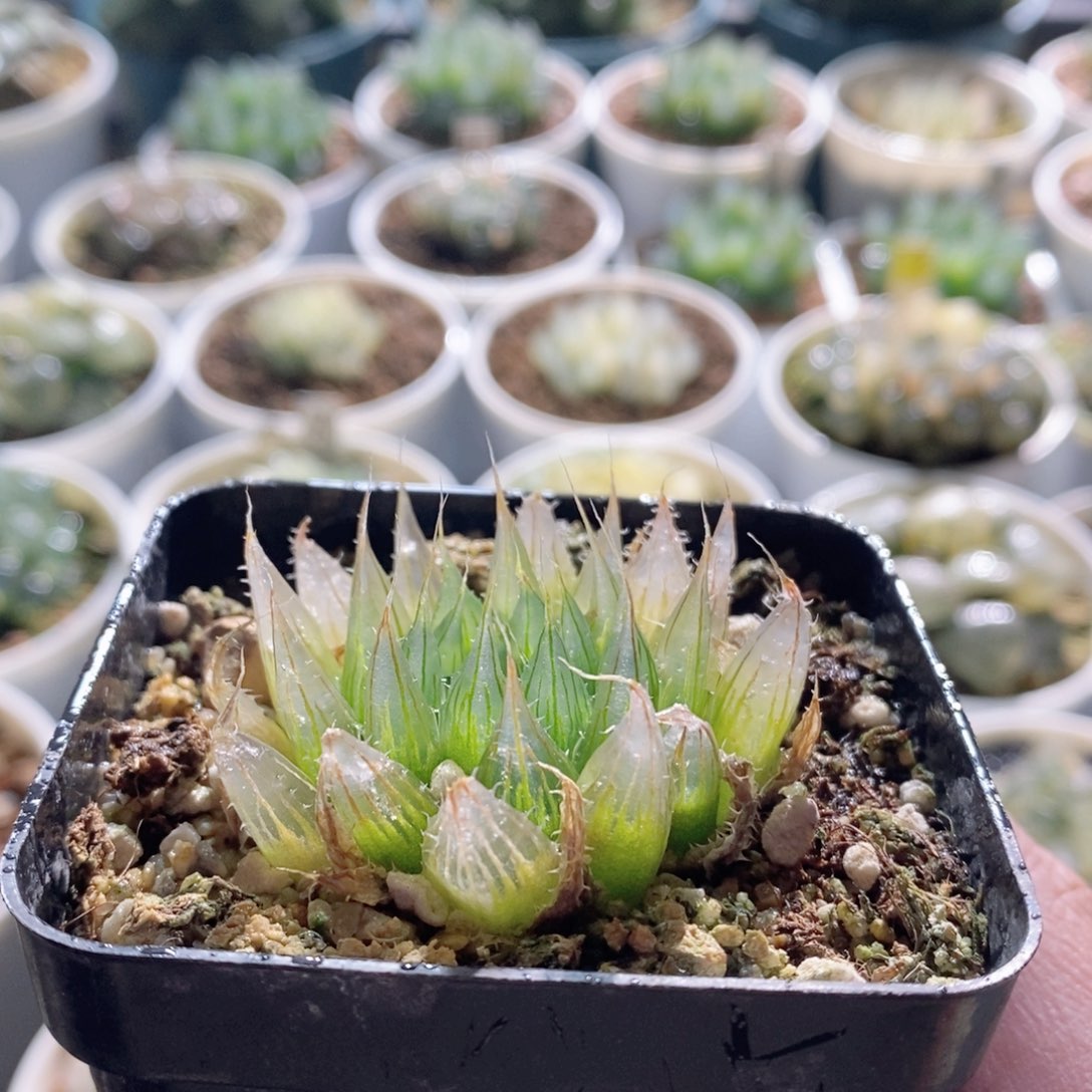 钻石实生针管玉露多肉