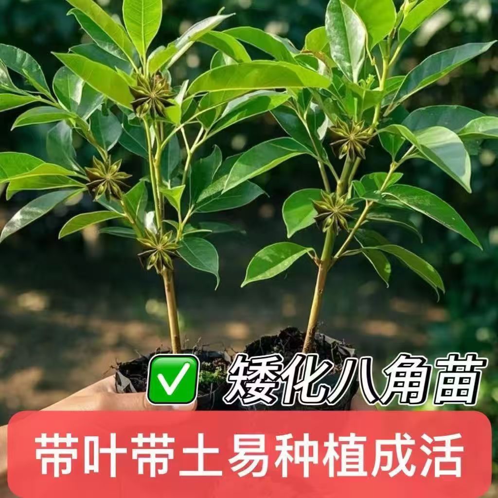 【正宗八角苗】无刺带土南北耐寒可盆栽地栽招财植物观赏盆栽