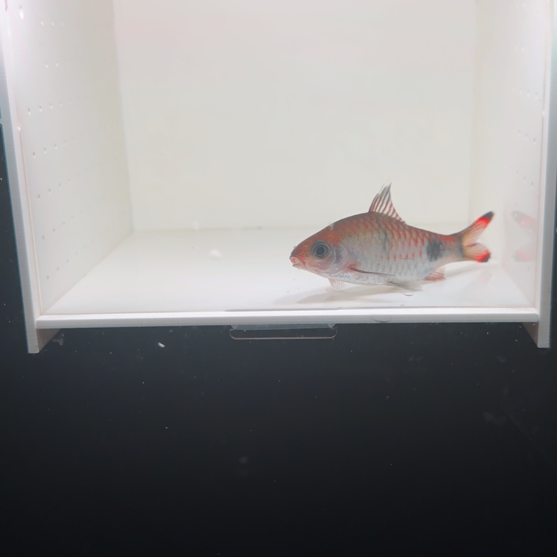 海水鱼梦幻黑影道人00000