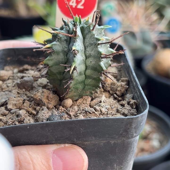 实生斑马白衣魁伟玉一棵3.2cm