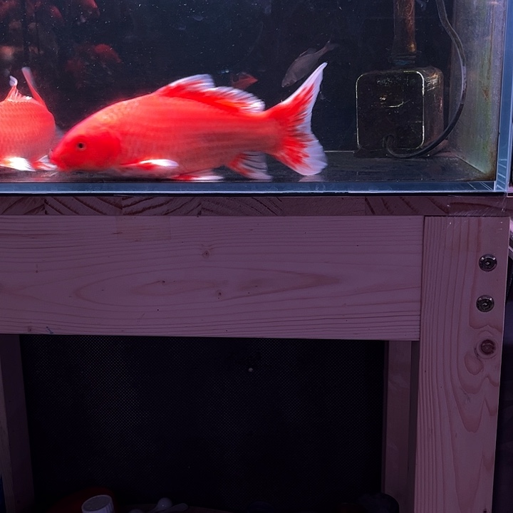 海水鱼蝴蝶里小苗红色