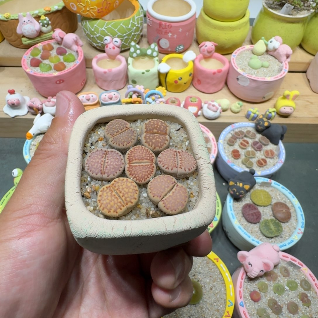 蘑菇301寿丽饼干