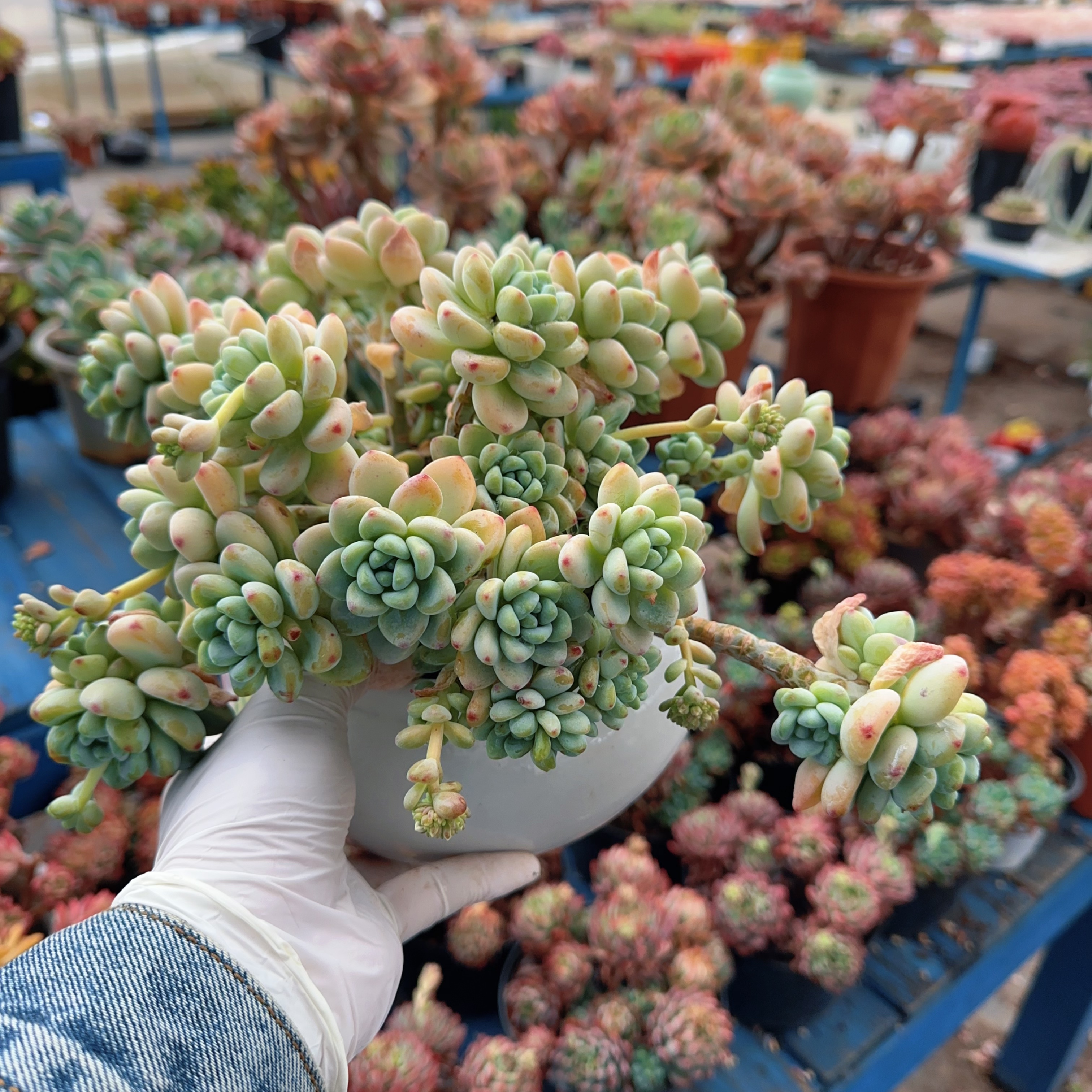 樱花罗琦 精品多肉 老桩大货 