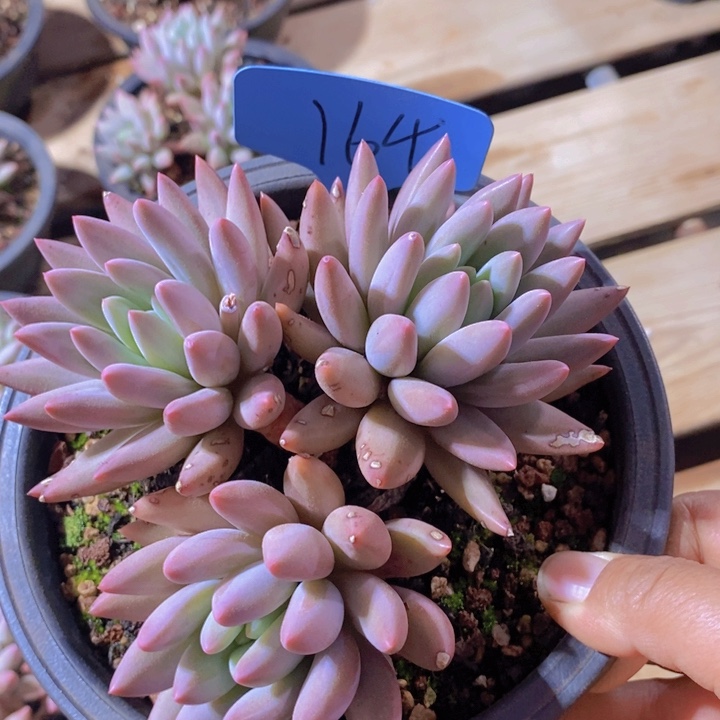 ✧****这个点睡起来都会梦