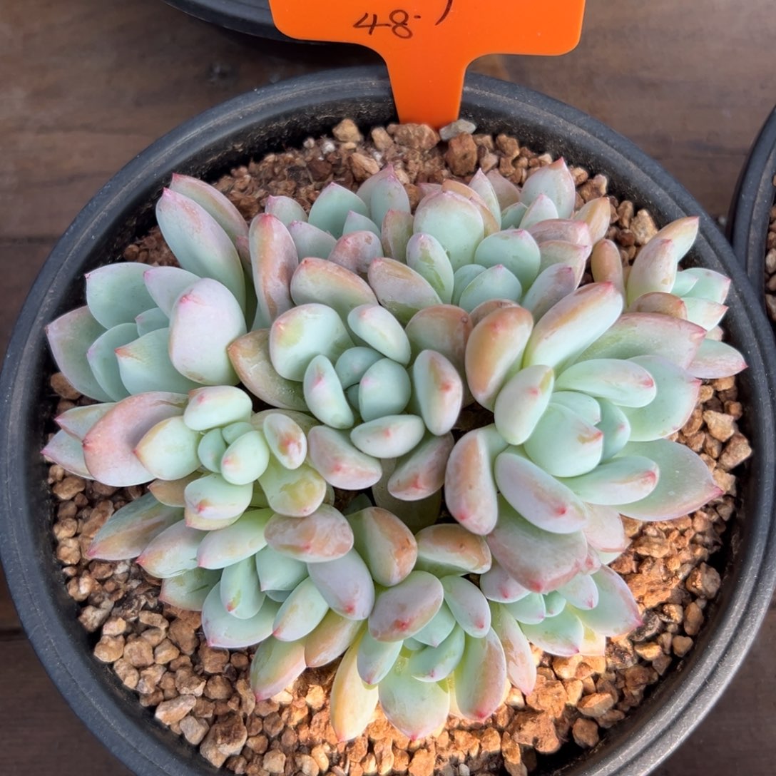 望舒 111111111111111