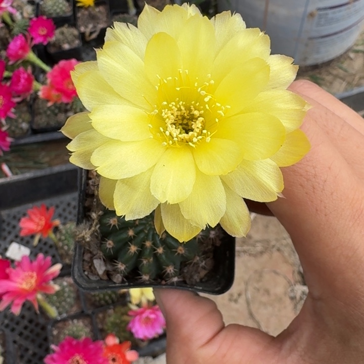 221丽花根掰花脱土发货瘦软伤