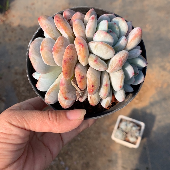 陌***绵121465嗯嗯嗯嗯石化嗯嗯嗯嗯好