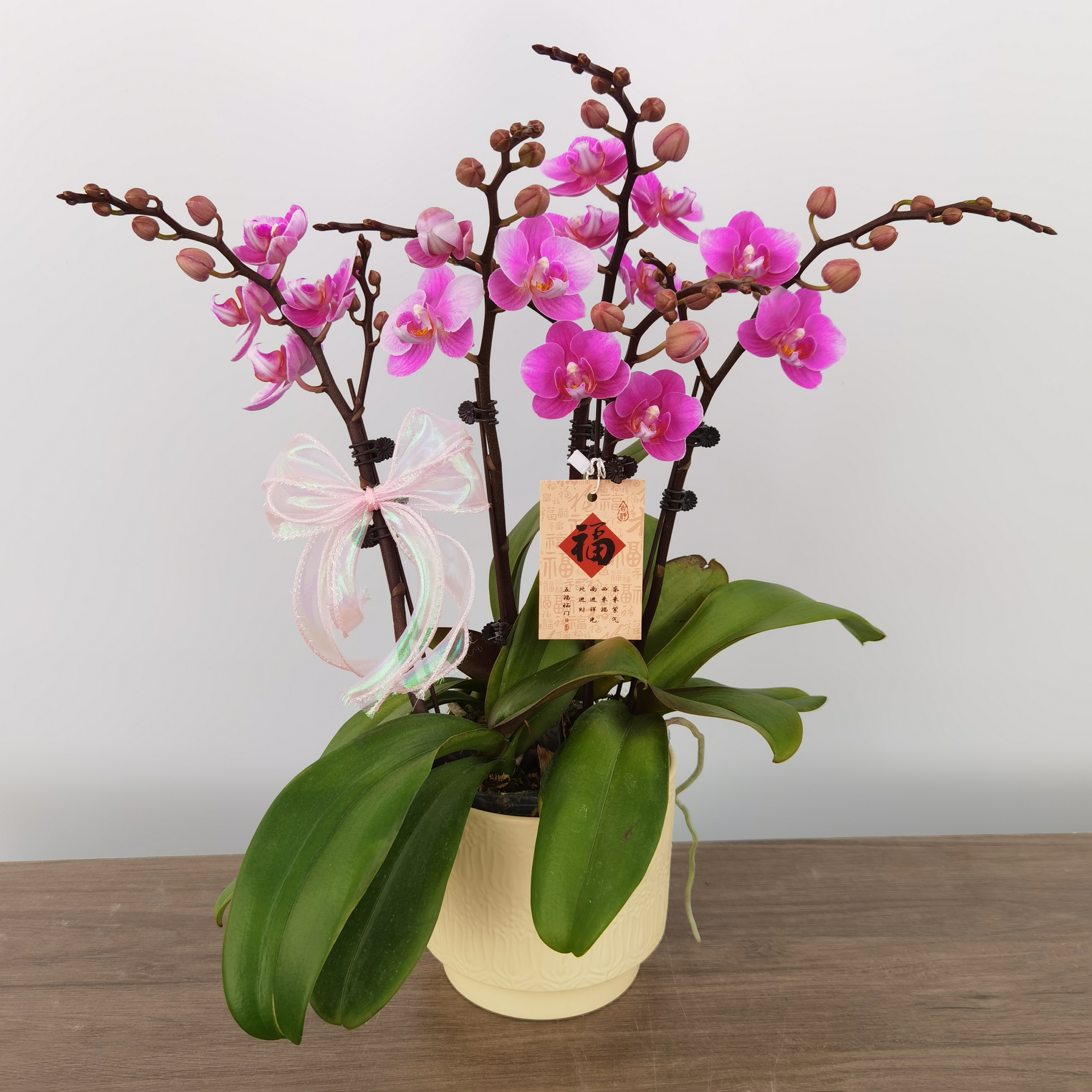 蝴蝶兰【骄阳公主】桃粉色开花带花苞好养花期长室内观赏花卉盆栽