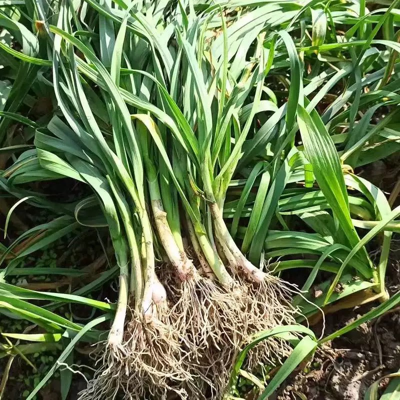 高山农家自种蒜苗新鲜现摘