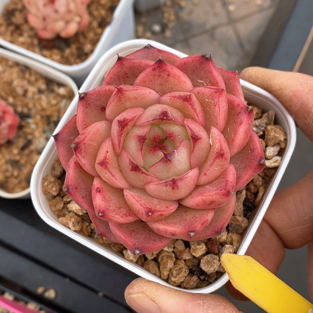 精品多肉一物柏不包整16