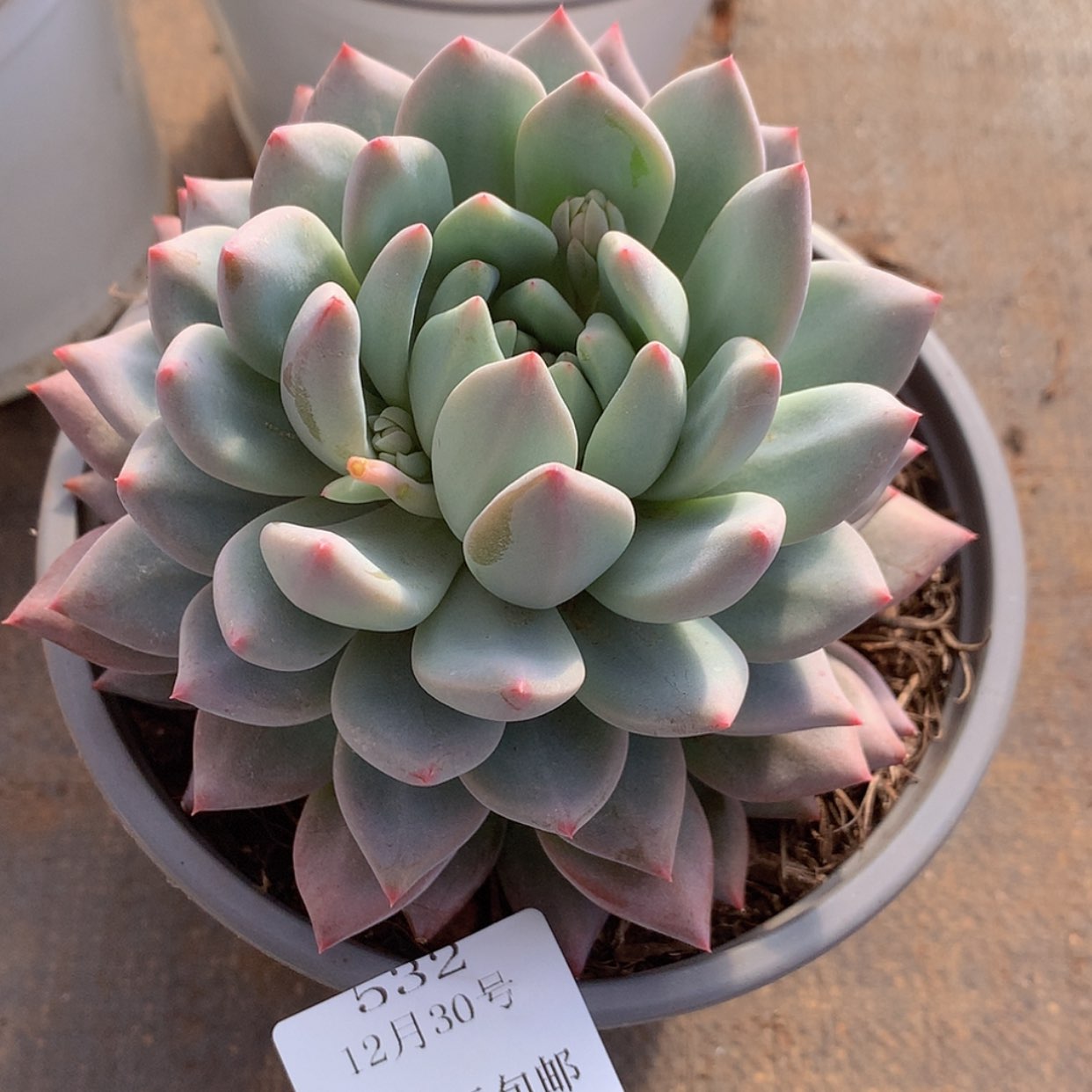 【闪购商品】云532号半夏12厘米