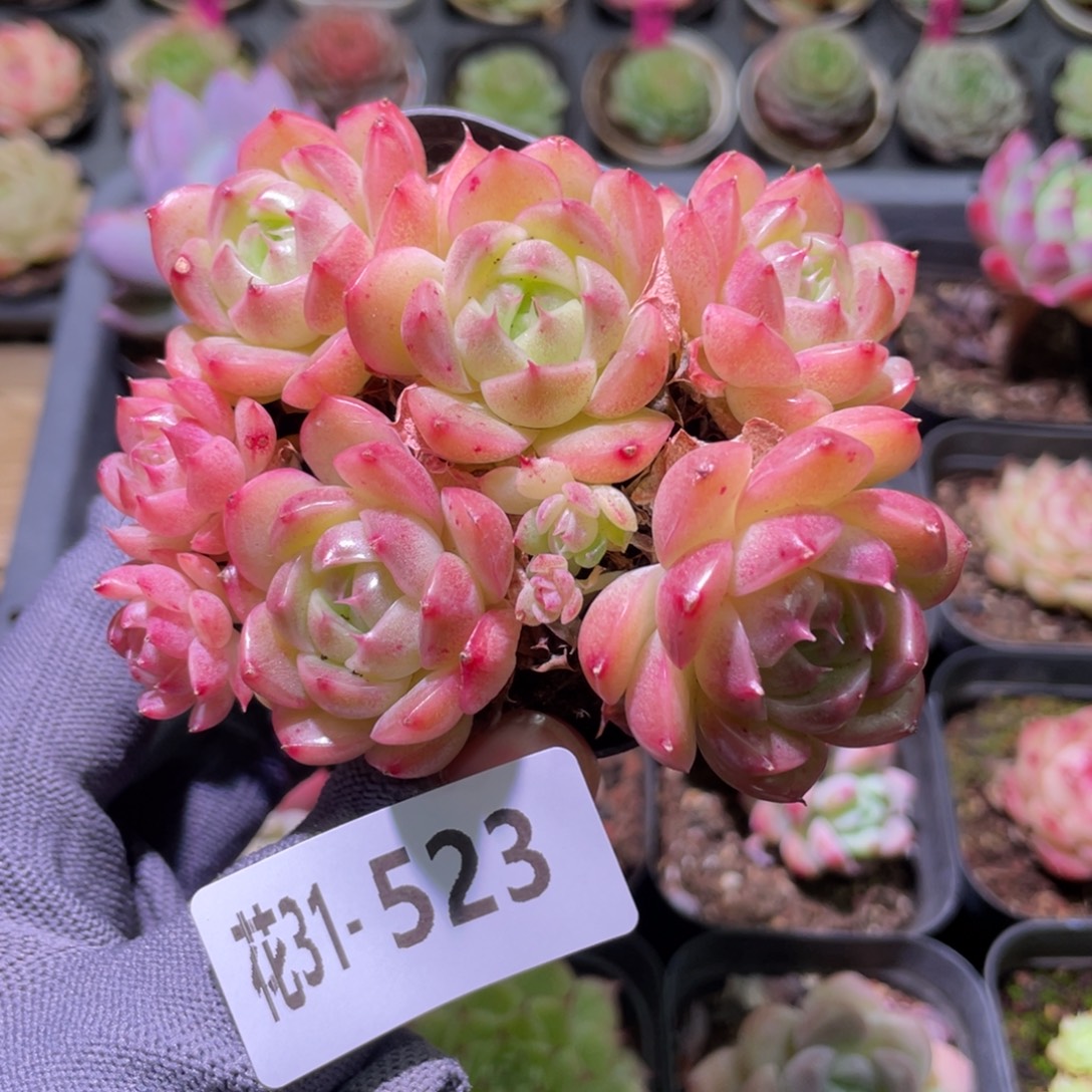 花利美31-523麦秆群