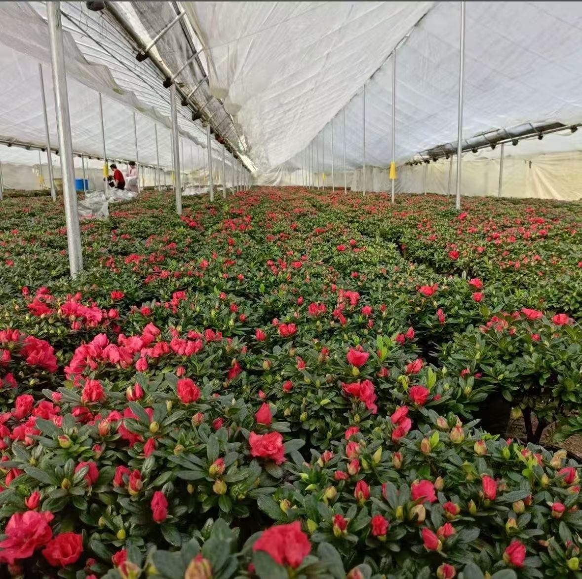 比利时四季杜鹃花室内庭院花园好养植物包邮送肥料