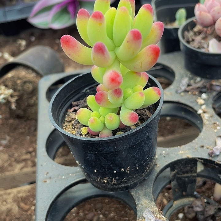 圆盆果冻乙女心带盆