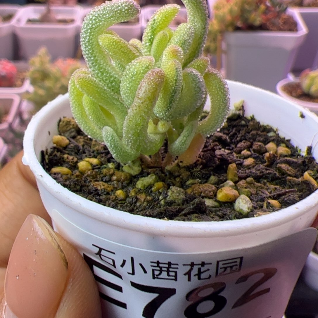 用***6782多肉植物枝干超白带拉丝