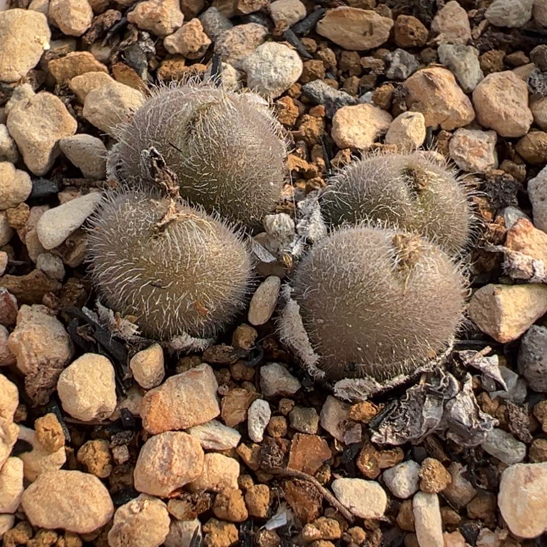 985多肉植物种类多样