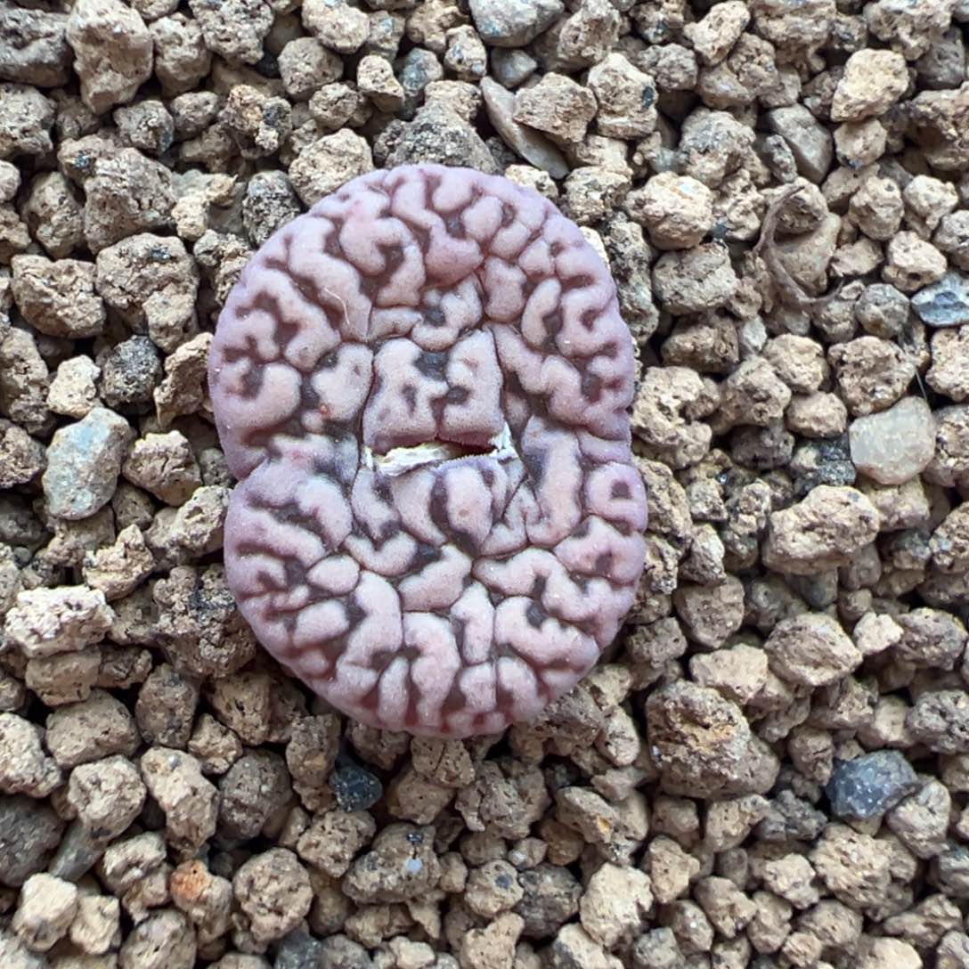 8-89肉锥多肉植物，