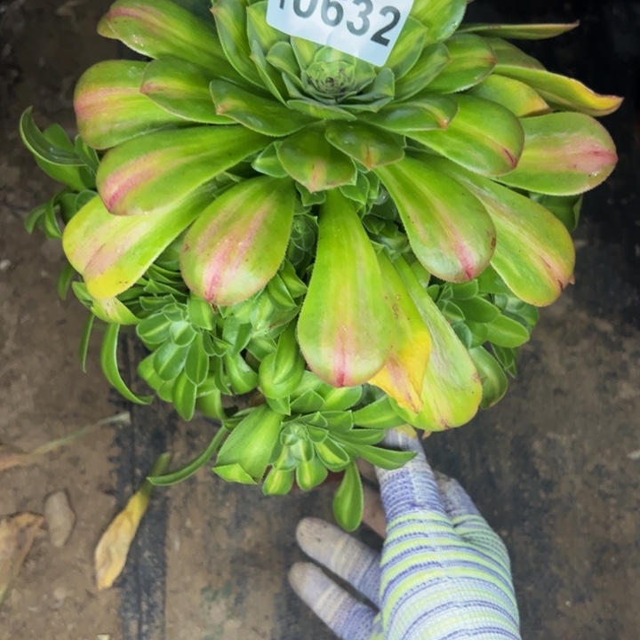 10632南琉璃多肉植物