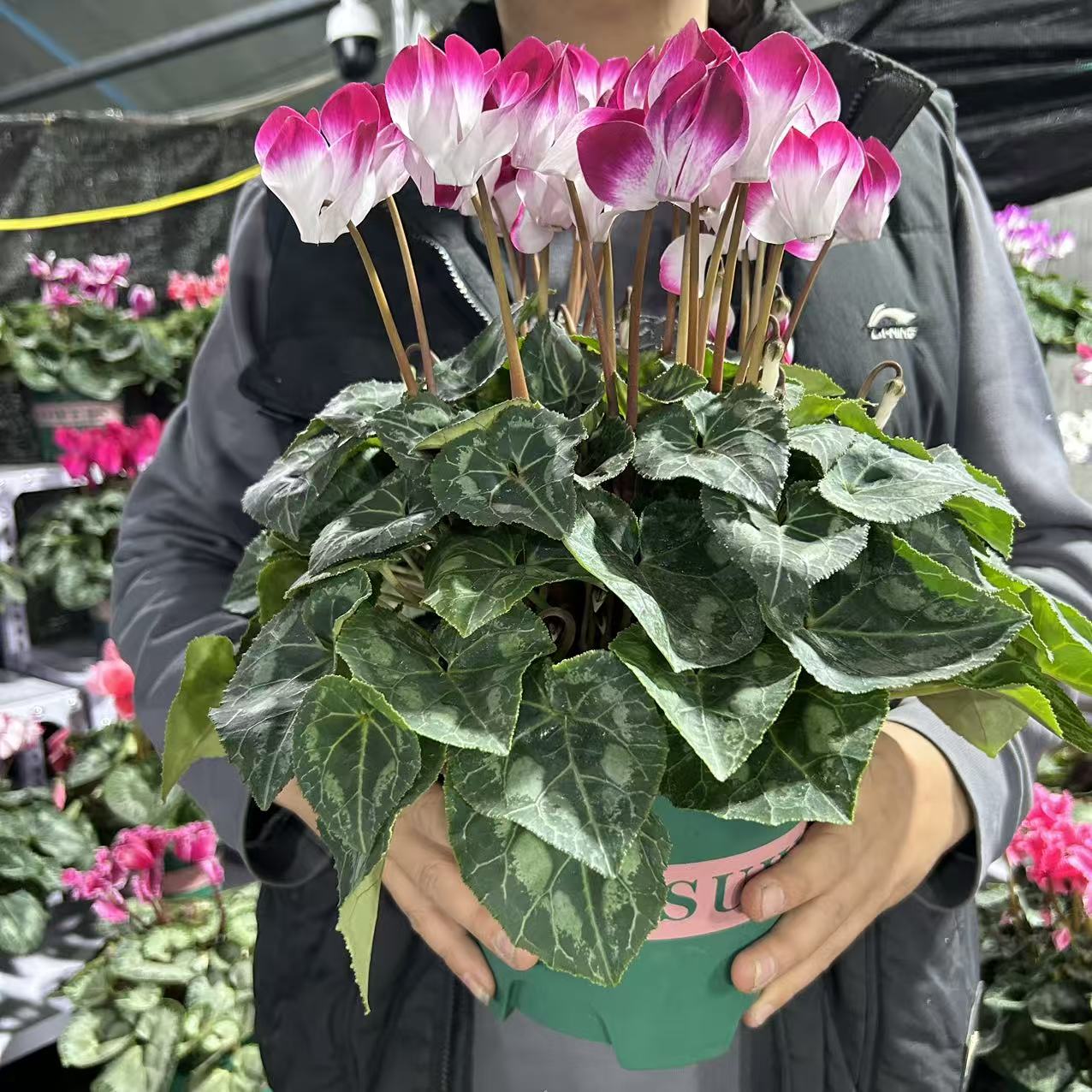 音迪卡带花带花苞仙客来，18号大盆（换盆无售后）