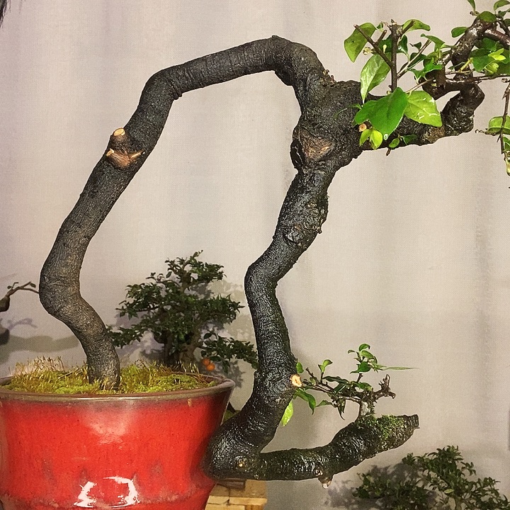 段***炼无花朵冬天干干脆脆从vv