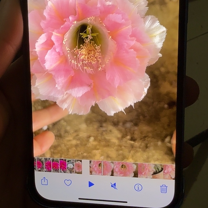 仙人球彩草侧芽歪g470