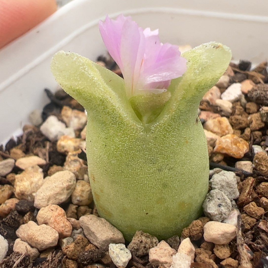 奶瓶冰多肉植物百科7