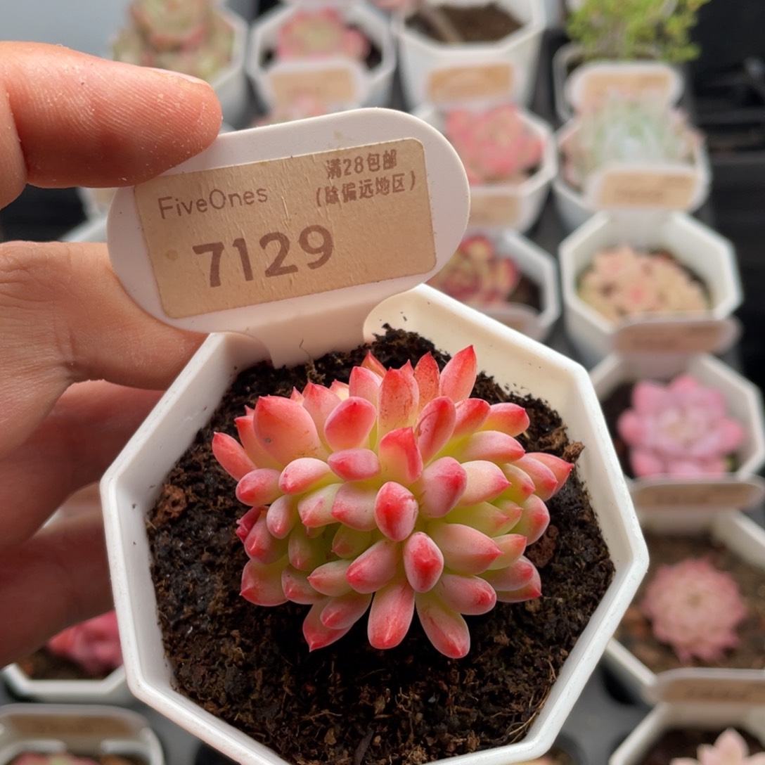 蓝苹果7129-4.5厘米