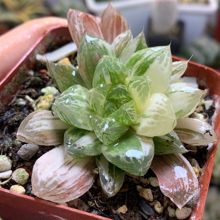 苏州玉露锦带盆土发货