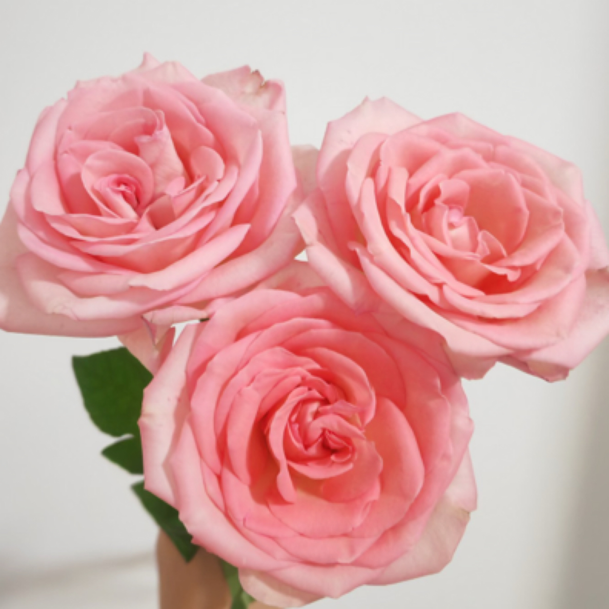  【香羿鲜花】香水宝塔玫瑰/全场任意满两单及以上包邮