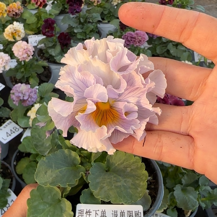 无花朵L494小苗默认苗晃零下5勿拍