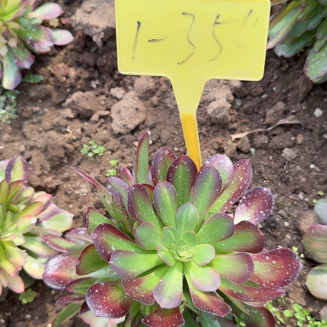 1-354---多头多肉植物