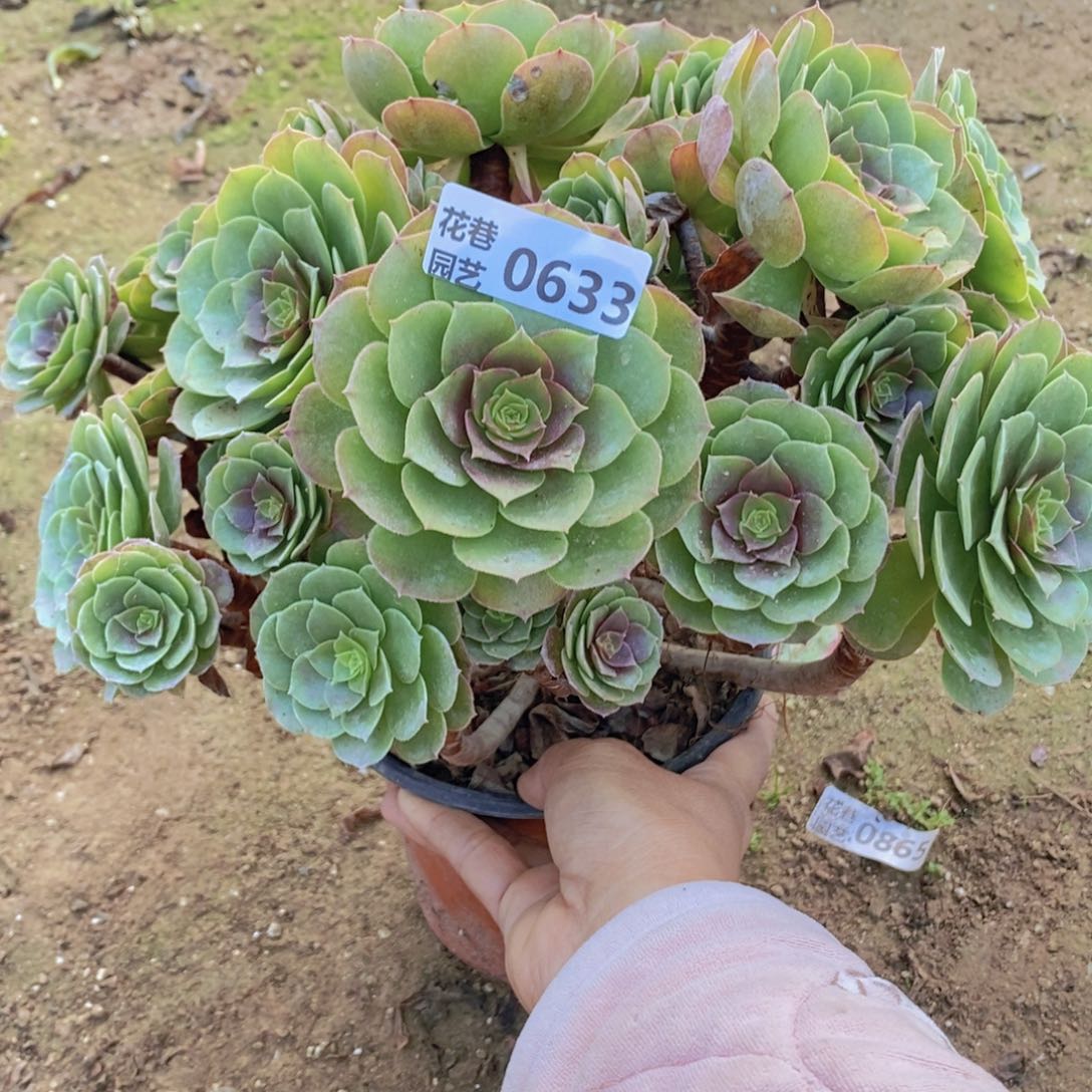 633 号一物一拍多肉植物