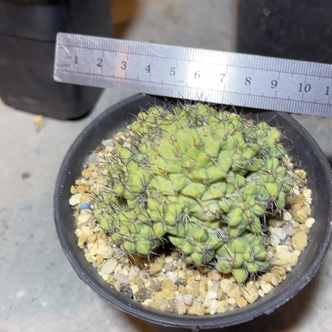 大尤帝王丸一物一拍