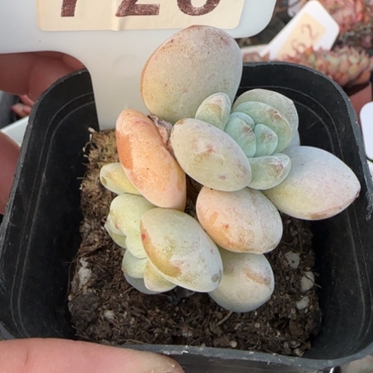 728冷香一物一拍多肉