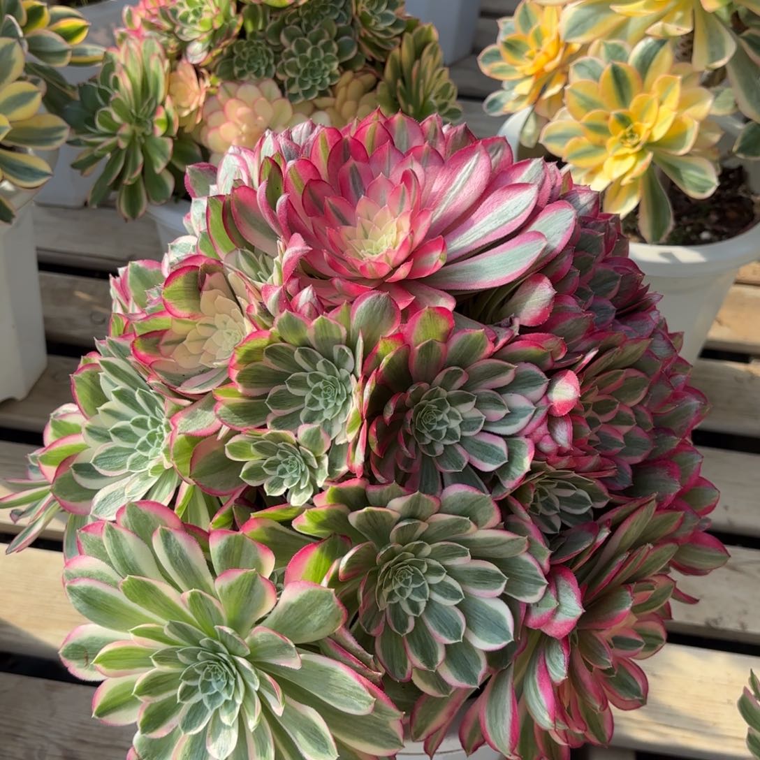 花好月又圆202509