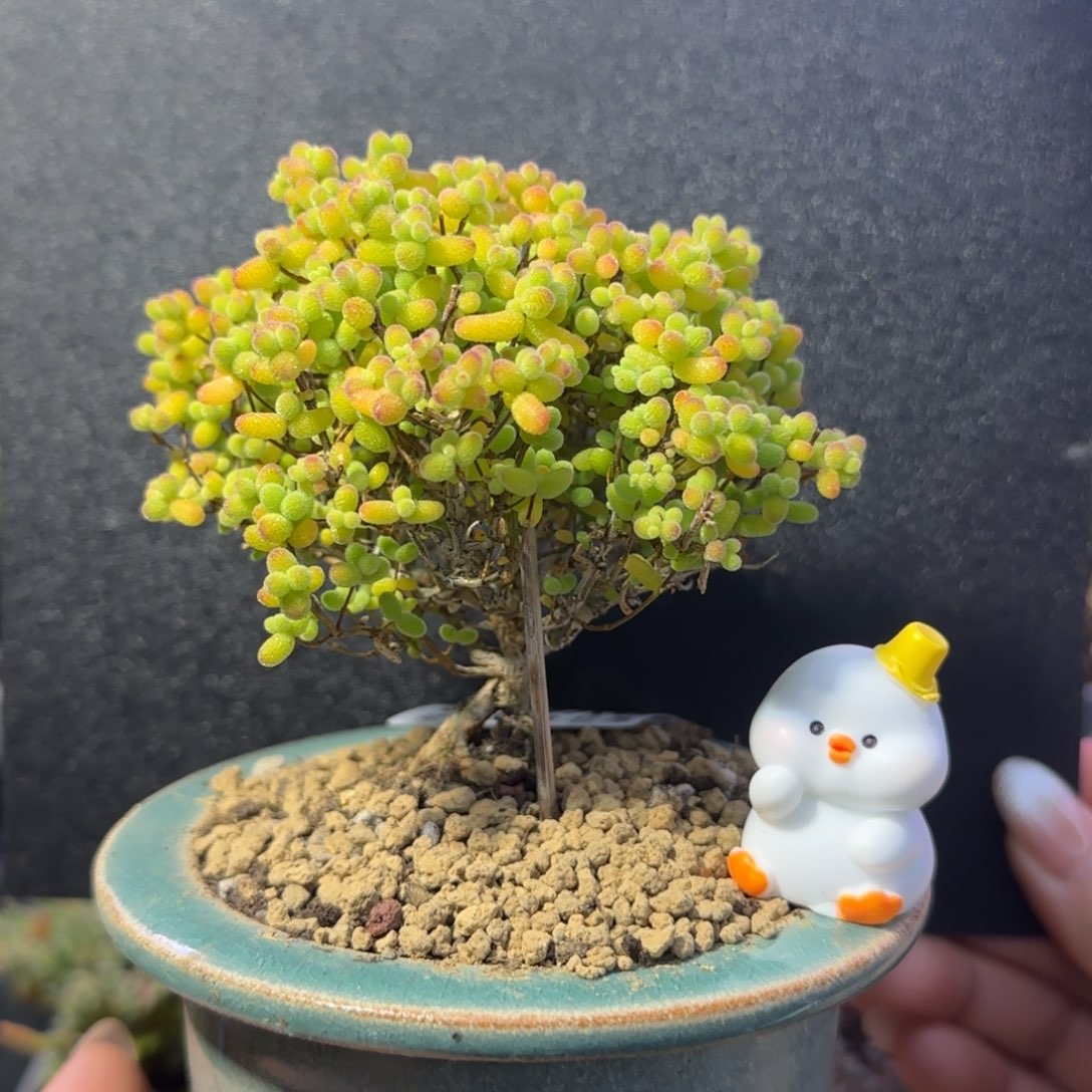 dy1046精控金桔老桩造型冠幅8.5cm带盆