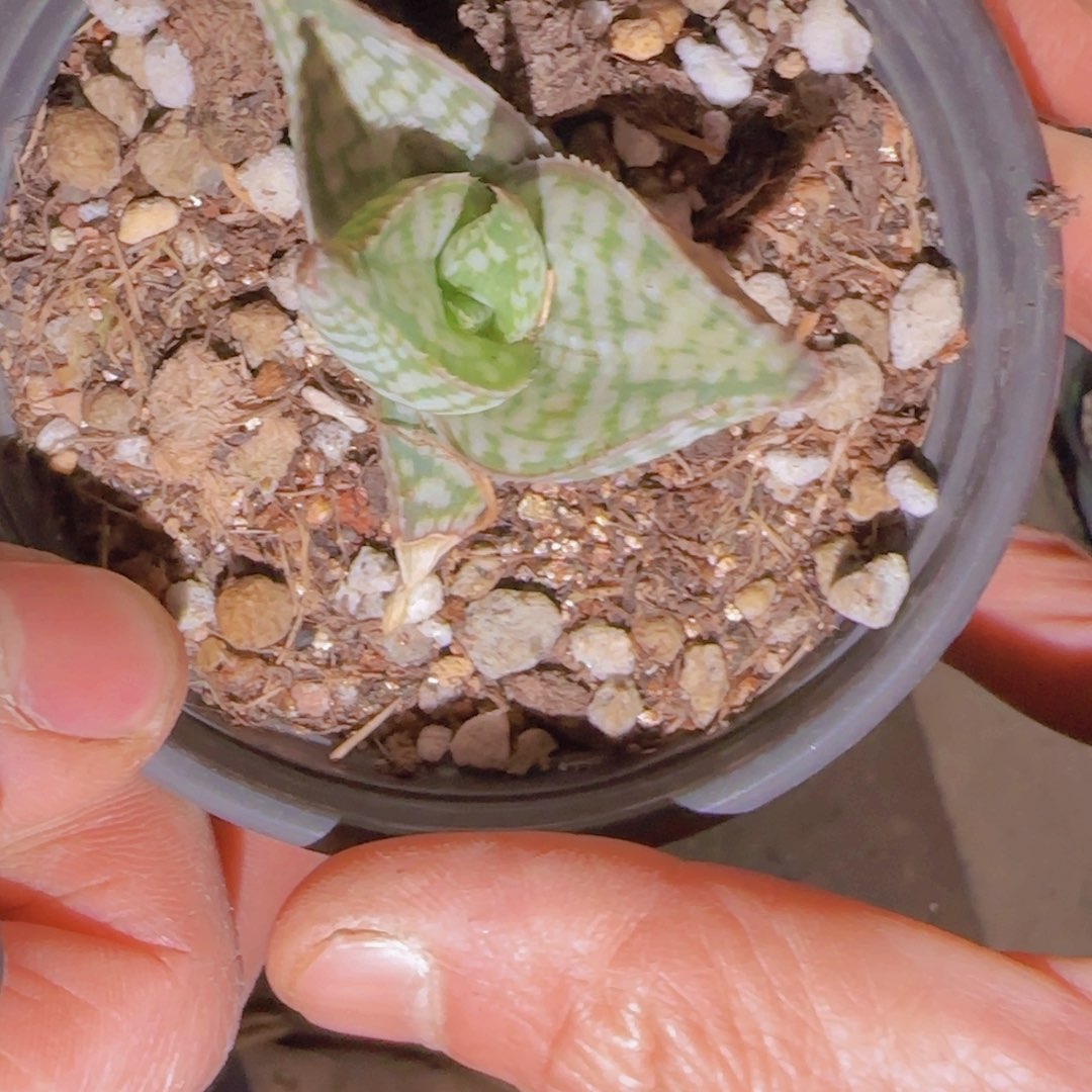 小****块根植物块根植物