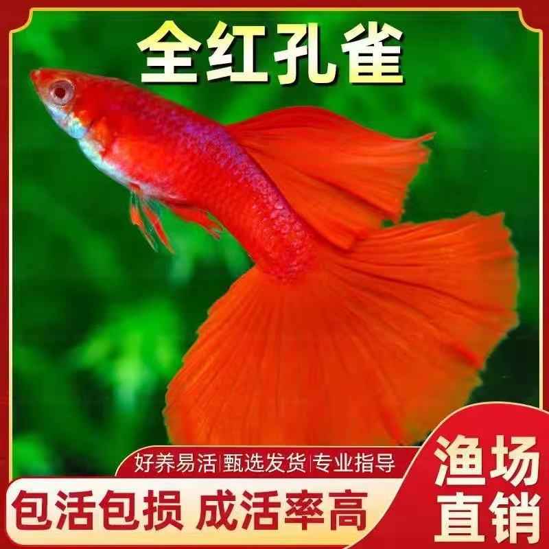 全红孔雀鱼精品渔场直发红色经典品系观赏鱼好养耐活