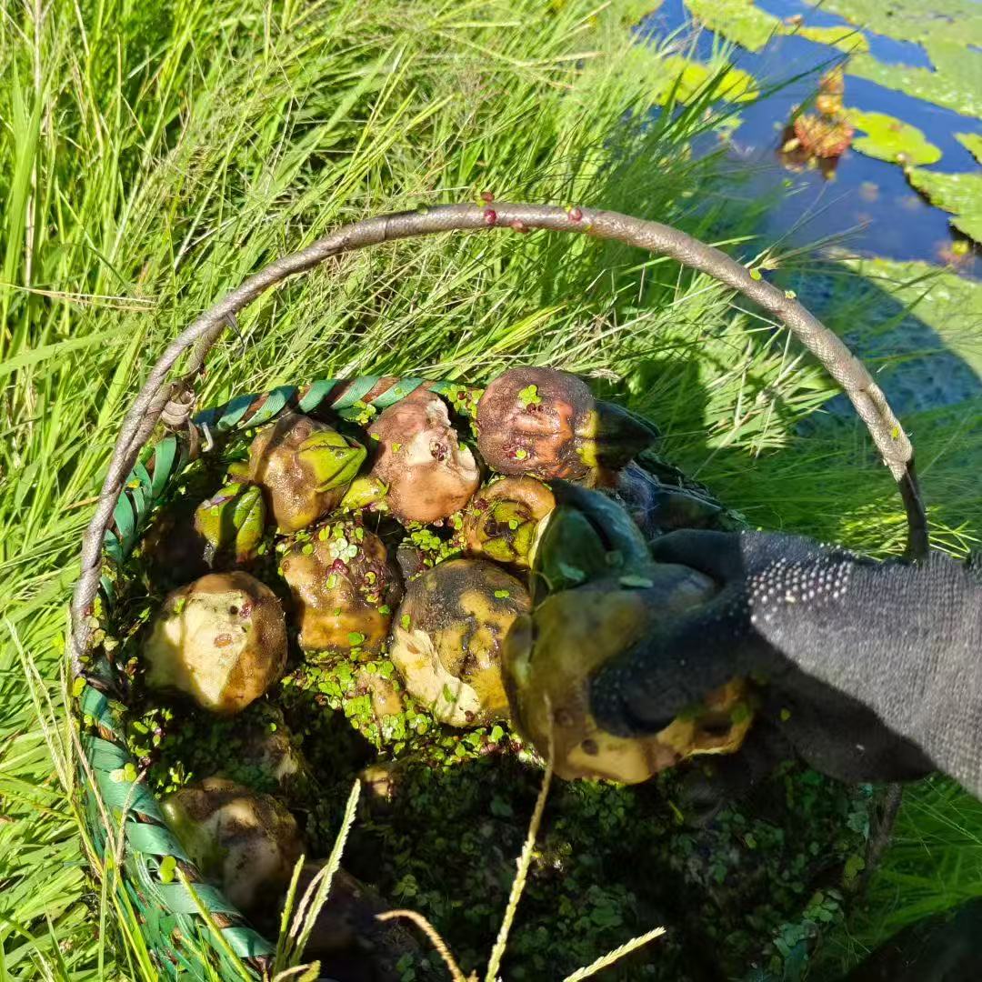鸡头米苞头 正宗苏州南荡苞头