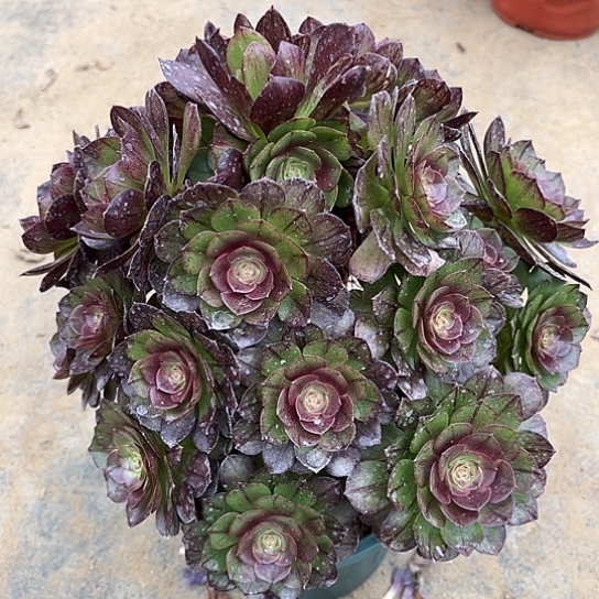 多肉植物黑魔拉丝95