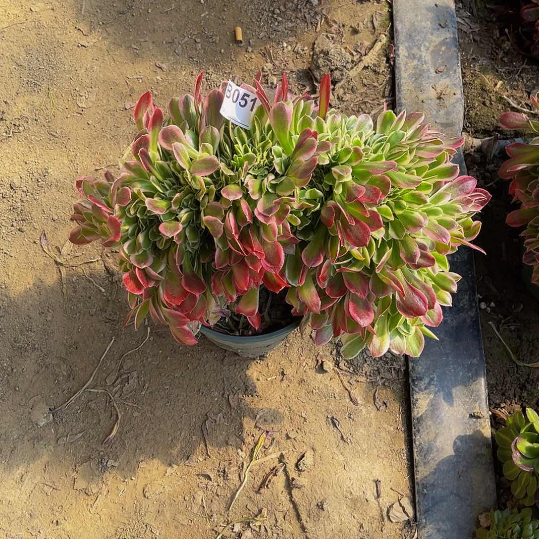 白凤法师缀化5-24